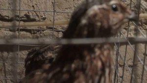 Звуки перепелов - самцов