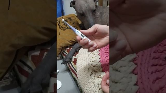 Ксолоитцкуинтли. Развеиваю мифы о температуре тела!!!! смотреть онлайн