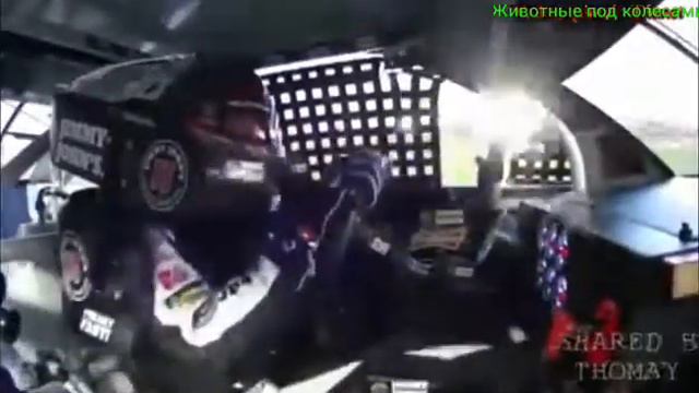 Дикие животные под колесами.🐂