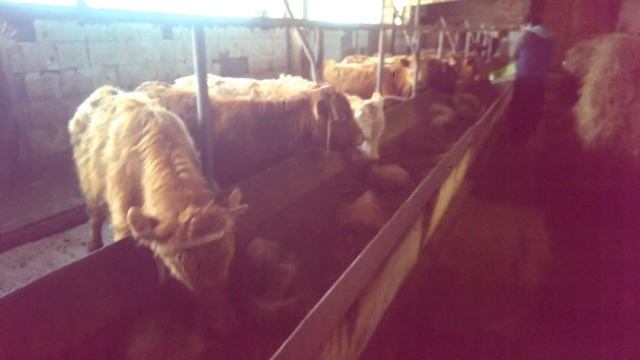 Первое кормление бычков ЗГК смотреть онлайн