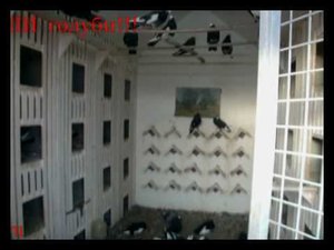 Курский турман