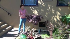 The Loropetalum Standard Is Growing