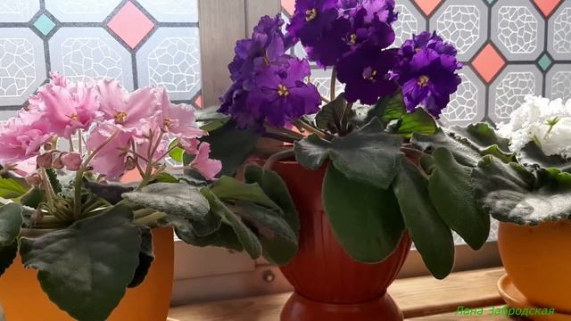 Секретов нет! / Простые правила пышного и длительного цветения фиалок смотреть онлайн