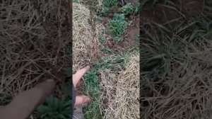 выращивание ежевики сорта Джамбо в средней полосе России