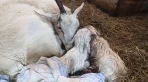 Коза Родила! За 10 минут ТРЁХ беленьких КОЗЛЯТ!