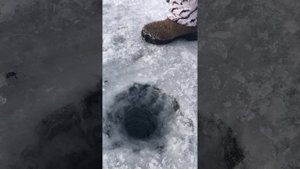 Омуль подошёл. Разведка на омуля прошла удачно. Озеро. Байкал. Часть 7. Бурятия.