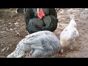 Попонки для индюшек чтобы индюки не рвали бока