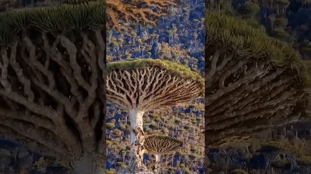 Драконовы деревья Канарских островов
