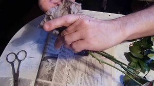 Розы. Разведение методом Буррито! Размножение роз.