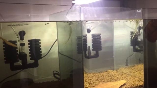 Eheim air pump 400  Aquanova filtro esponja 120litros  unboxing 