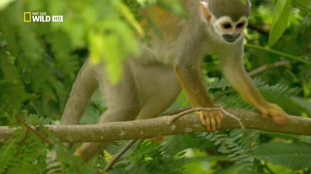 Дикая природа Амазонки 2 серия «Дикое царство» (документальный сериал, 2010)