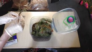 Ель из черенков. Размножение хвойных растений. Апрельские посадки