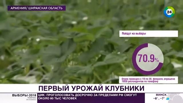 Фермеры Армении в марте собрали первый урожай клубники смотреть онлайн