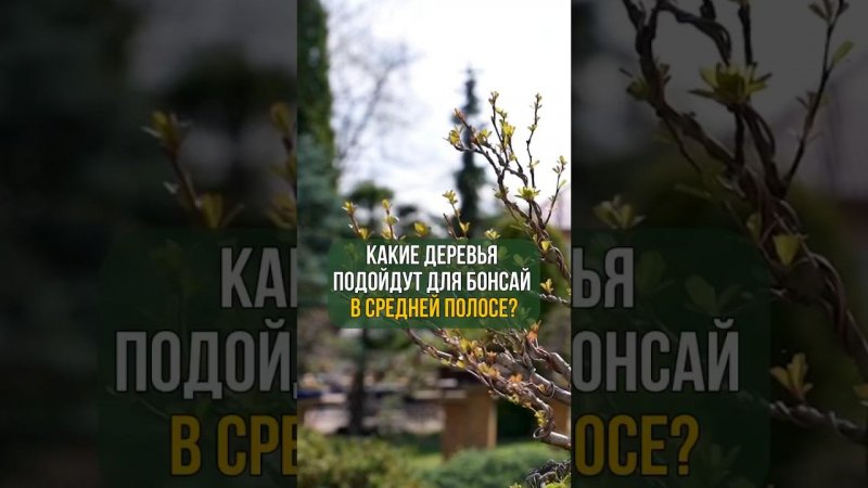 ДЕРЕВЬЯ ДЛЯ БОНСАЙ В СРЕДНЕЙ ПОЛОСЕ