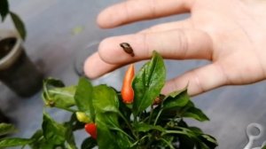 Три перца//Пересадка горьких перцев//Комнатный жгучий, острай,красный.