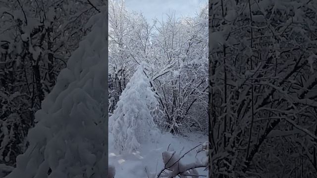 Зимняя сказка в горном лесу!