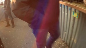 ЯРМАРКА ГОЛУБЕЙ МОСКВА ОСЕНЬ 2020