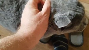240429 Кот метис Филя 7 лет смесь русская голубая британская кошка кастрирован ласковый кошак котяра