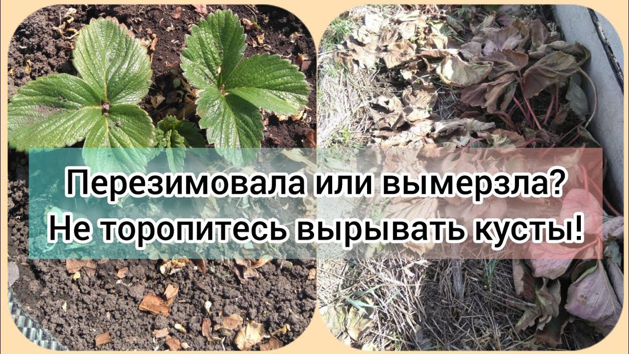 Урок 37. Перезимовала или вымерзла? Как понять?