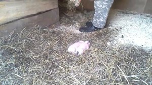 Вьетнамские свиньи//Почему погиб поросенок?//