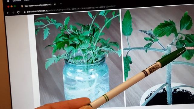 Выращивание рассады томата сразу в три ствола.. смотреть онлайн