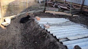 Кролики в вольере зимой. Часть 1. (Rabbits in the winter in the aviary.)