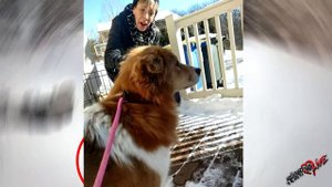 Брошенный в парке пес пять дней ждал возвращения хозяев, но они так не возвращались!