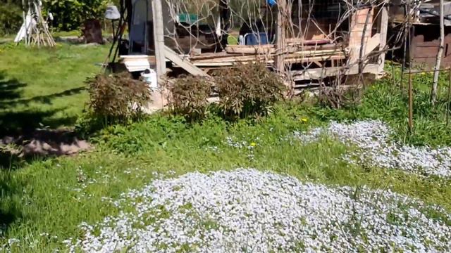 УРА!!!Пришло тепло!🌞Огородные дела👩🌾/Что уже посадили?#домохозяйка #villagelife