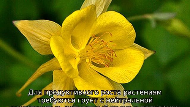 Желтые многолетние цветы
