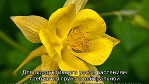 Желтые многолетние цветы