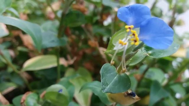 Традесканция садовая, но не Андерсона! Коммелина или синяя традесканция.