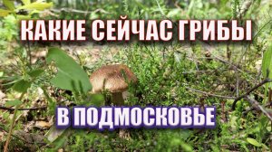 ГРИБЫ 2023 ГОДА | КАКИЕ ГРИБЫ РАСТУТ СЕЙЧАС В ПОДМОСКОВЬЕ | ВЕСТИ ИЗ ЛЕСА (31 МАЯ 2023 ГОДА)
