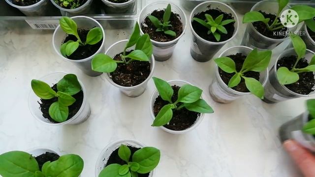 Петуния, результат укоренения черенков, небольшой обзор. смотреть онлайн