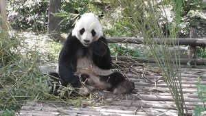 Панда кушает бамбук.