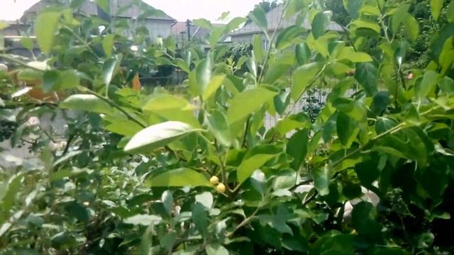 Цветение кудрании - "малинового" или "клубничного" дерева. Как выглядят мужские и женские соцветия смотреть онлайн