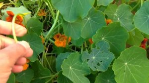 Sedef Çiçeği & Latin Çiçeği (Lunaria Annua & Tropaeolum Majus)