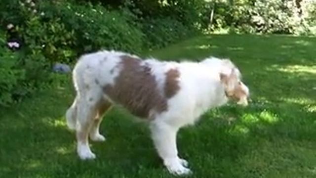 Jody eats her first one-day-old chicken смотреть онлайн
