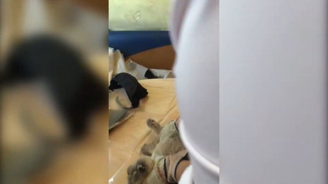 Как подстричь кошку дома? Стрижка кошки в домашних условиях.