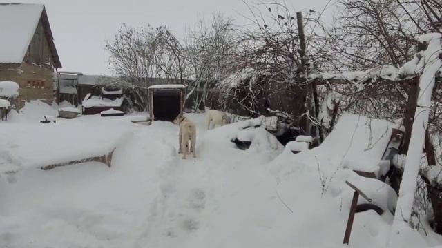 #алабай #сао ? Первая прогулка у щенков ? смотреть онлайн