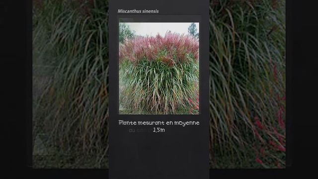 Miscanthus sinensis