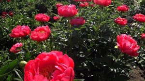 Любимые коралловые пионы / Сад Ворошиловой