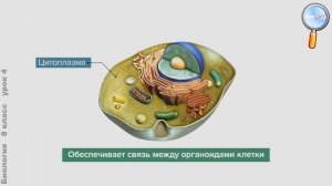 Биология 8 класс (Урок№4 - Клеточное строение организма.)