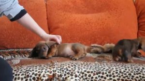 6- щенки таксы кроличьи-миниатюрные