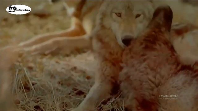 Путь волка | Мотивация смотреть онлайн