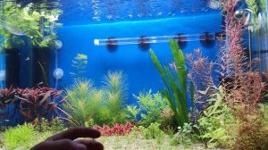 ЗАЧЕМ СО2 В АКВАРИУМЕ ? И КАК ХОРОШО БЫТЬ НА ДИВАНЕ)))!