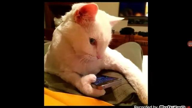 Реакция на черного кота,, 5 монстров сняты на камеру" смотреть онлайн