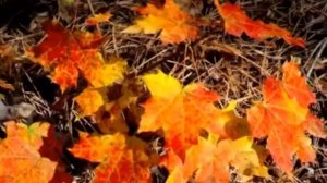 Я ПРИШЛЮ ТЕБЕ ОСЕНЬ В ОБЫЧНОМ ПОЧТОВОМ КОНВЕРТЕ..