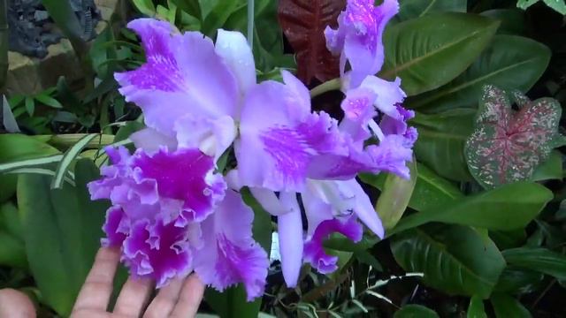 Cattleya Orchids In Flower Rlc. Yen 24 Karat, Rlc. Orchidglade On Titanic