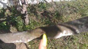 Лечение коры на плодовых деревьях без затрат