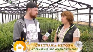 ТОП лучших сортов слив для Зауралья